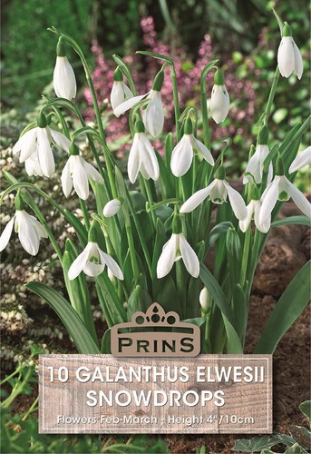 Snowdrop bulbs single white - snowdrop, 'single
