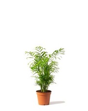 Parlour palm chamaedorea - palm,