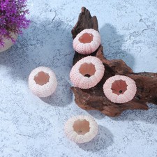  6 Pcs Natural Sea Shells