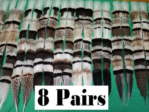 Pairs turkey feathers tail - 8,