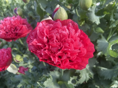 Mixed poppy red - mixed,
