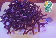 Marine macro algae