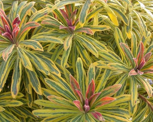 Euphorbia martini ascot - Ã—,