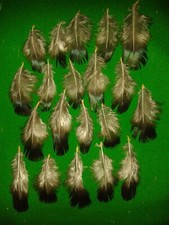 LADY AMHERST PHEASANT