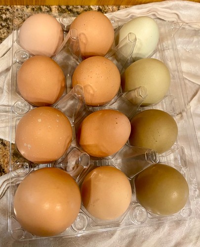 Chicken hatching eggs - eggs,, (12)