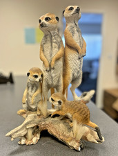 NATURAL WORLD LARGE BY COUNTRY ARTISTS MEERKATS GUARDIANS CA05493