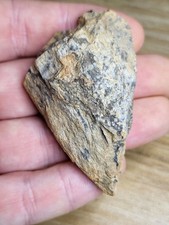 Triceratops Fossil With