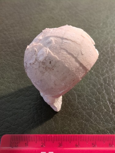 Fossil echinoid wareham - fossil,