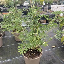 Lupinus arboreus ‘Lavender Spires’ - Tree Lupin 3ltr Pot 50-60cm