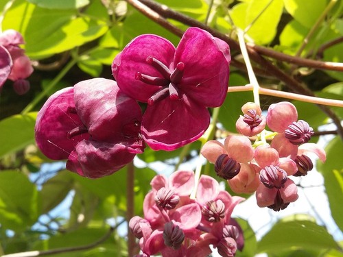 Akebia quinata chocolate - quinata,,