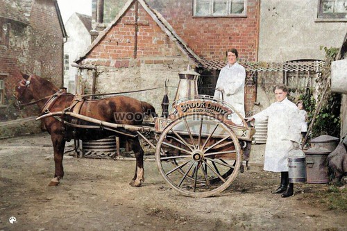 Col0076 brook dairy - cart,