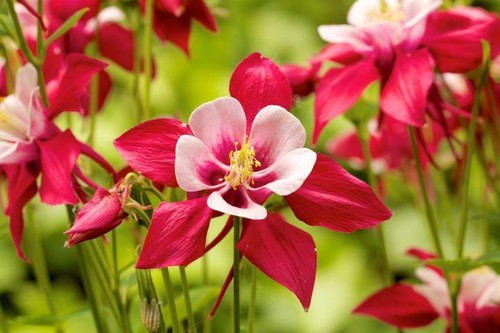Crimson star columbine - crimson,