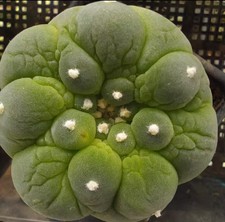 5cm Caci Rare BoutiqueGrafted