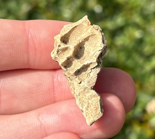 Rex skull fragment fossil - t-rex,