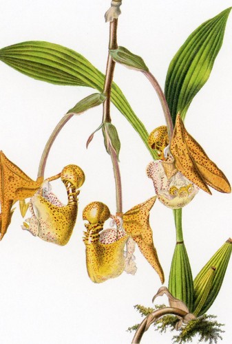 Monkey orchid postcard - monkey,