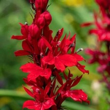 Lobelia Cardinal (Lobelia