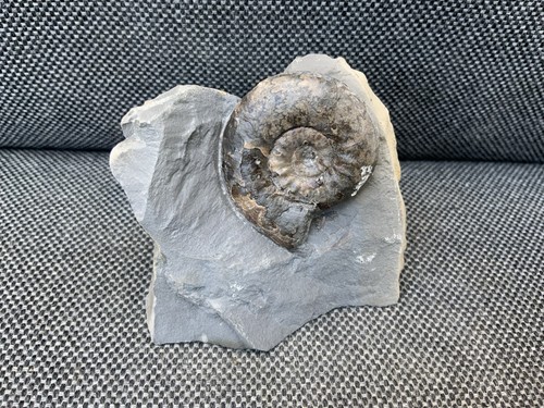 Grammoceras jurassic - grammoceras,