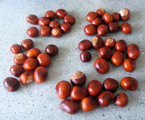 Large fresh horse chestnuts - 50,