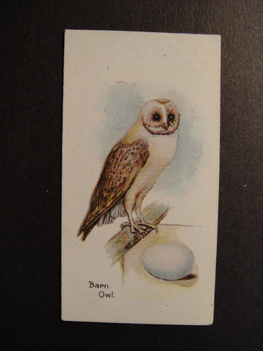 Lambert and butler birds - and,