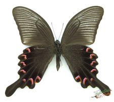 Papilio Bianor Peacock