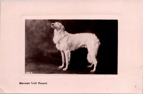 Rppc russian wolf hound - hound, borzoi