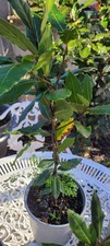 Double Bay Leaf Tree In  Pot