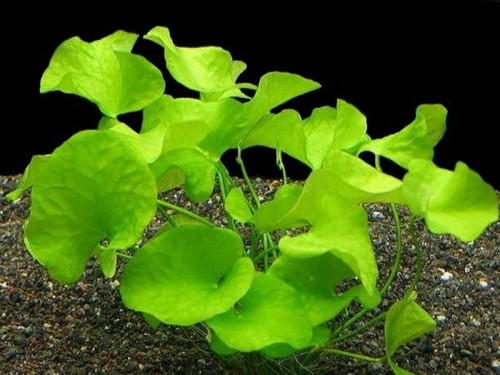 Nymphoides hydrophylla - nymphoides,