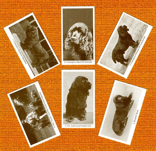 Sussex spaniel set - spaniel, six