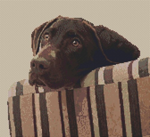 German shorthaired pointer - shorthaired,