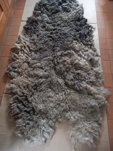 Grey raw shetland sheep whole - shetland,