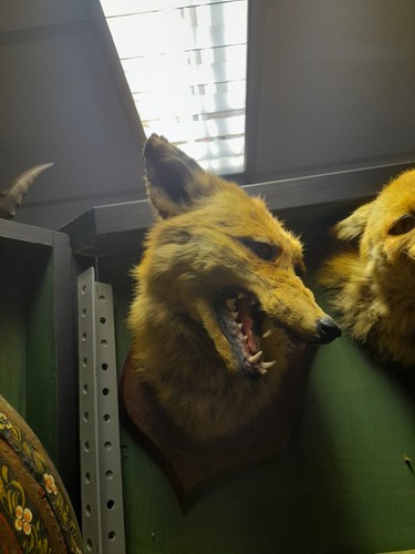 Taxidermy fox mask head - head, mount