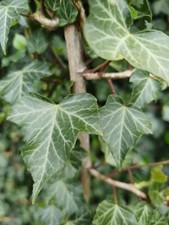 English ivy evergreen - 4x,