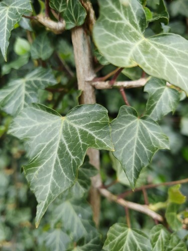 English ivy evergreen - 4x,