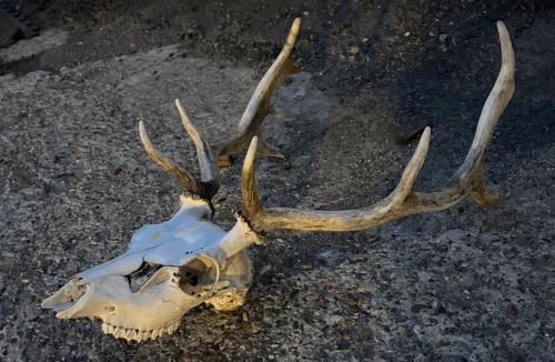 Essex stag antlers and scull - stag,