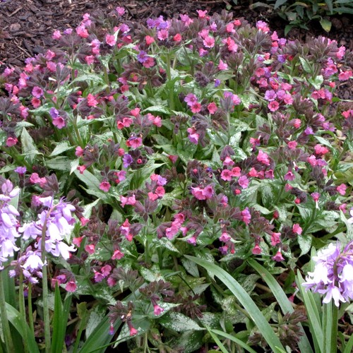 Pulmonaria silver bouquet - silver,