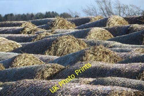 Photo 6x4 round - photo,