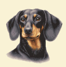 Black + Tan DACHSHUND dog