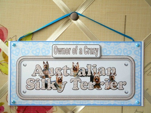 Silky terrier dogs - silky, "owner