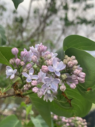 1pc double lilac bush live - 1pc,