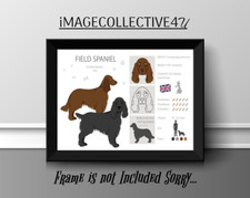 FIELD SPANIEL PET  DOG A4