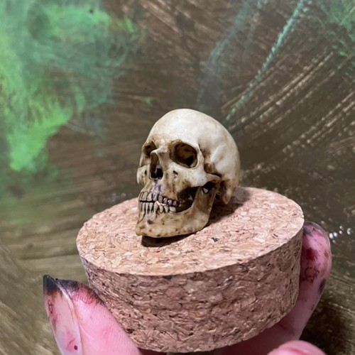 Scale human skull - 1/6, skeleton