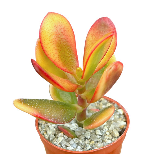 Crassula hummel sunset - crassula,