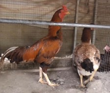 Aseel hatching egg - 10+,