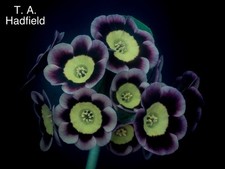 Primula auricula plants -