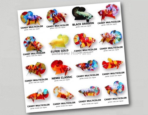 Fridge magnet tropical - fridge,