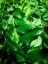 Fresh Aromatic Curry Leaves |
