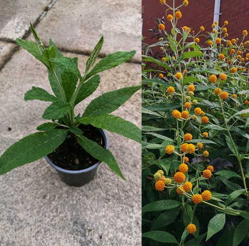Buddleja globosa orange ball - orange,