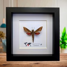 Framed Vine Hawk Moth Display