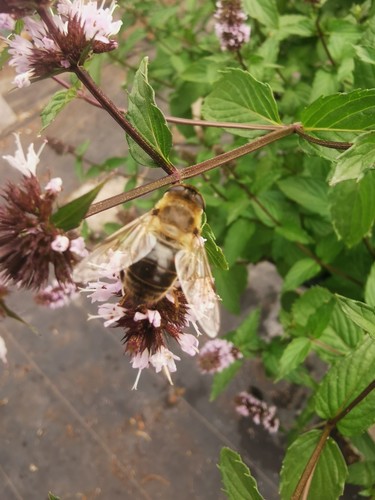 Mint plant plug - x, bee