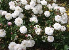 Felicite Perpetue - Rambling